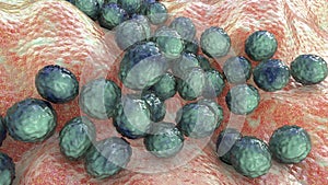 Bacteria Staphylococcus aureus