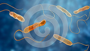 Bacteria Stenotrophomonas maltophilia