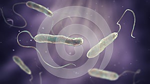 Bacteria Stenotrophomonas maltophilia