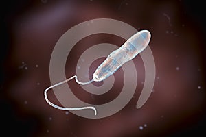 Bacteria Stenotrophomonas maltophilia