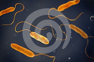 Bacteria Stenotrophomonas maltophilia