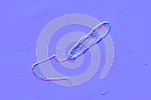 Bacteria Stenotrophomonas maltophilia