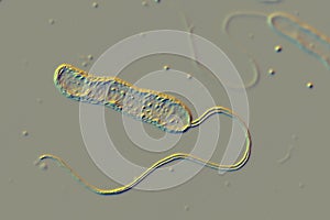 Bacteria Stenotrophomonas maltophilia