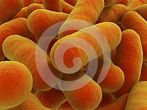 Bacteria strain photo