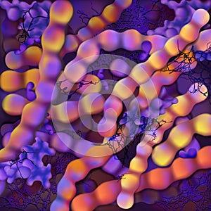 Bacteria. Streptococcus