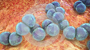 Bacteria Streptococcus pneumoniae