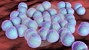 Bacteria Streptococcus pneumoniae