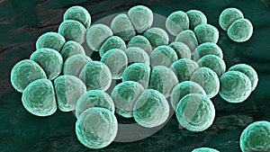 Bacteria Streptococcus pneumoniae, 3D animation