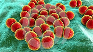 Bacteria Streptococcus pneumoniae, also known as Pneumococcus