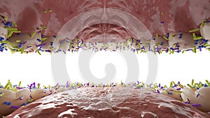 Bacteria on the teeth