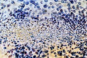 Bacteria under the microscope background