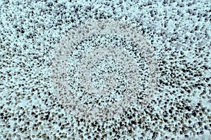 Bacteria under the microscope background