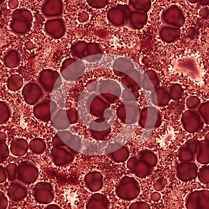 Bacteria under microscope