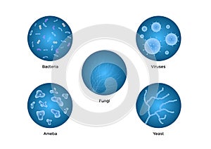 Bacteria viruses ameba yeast icon vector photo