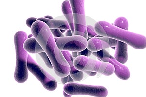 Bacteria which cause diphtheria