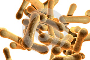 Bacteria which cause diphtheria