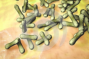 Bacteria which cause diphtheria