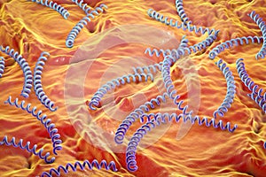Bacteria which cause syphilis, Treponema pallidum