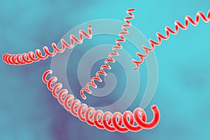 Bacteria which cause syphilis, Treponema pallidum