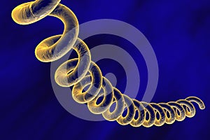 Bacteria which cause syphilis, Treponema pallidum