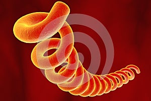 Bacteria which cause syphilis, Treponema pallidum