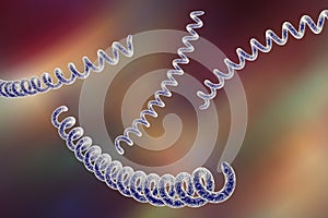 Bacteria which cause syphilis, Treponema pallidum