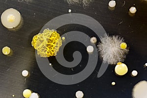 Bacteria, yeast and mold on a petri plate photo