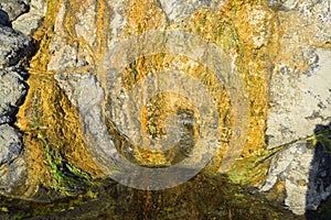 Bacterial and algae growth on rock at Divers Cove Beach in Laguna Beach, California.