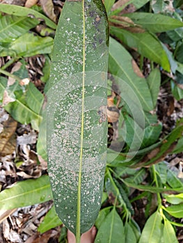 Bacterial black spot black canker with chlorotic haloes injure on mango leaf in Viet Nam.