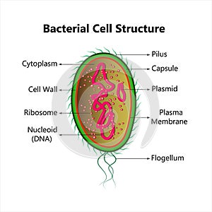 Bacterial cell anatomy labeling structures on a bacillus cell with nucleoid DNA