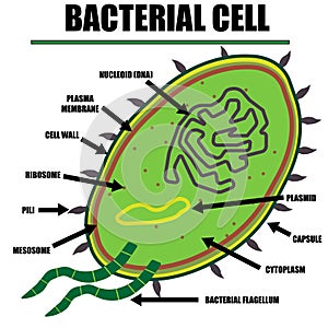 Bacterial Cell Color Diagram of organelles inside the cell wall for science and biology concepts. photo