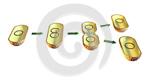 Bacterial cell division
