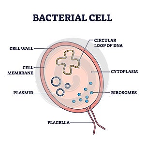 Bacterial cell structure with anatomical inner parts sections outline diagram photo