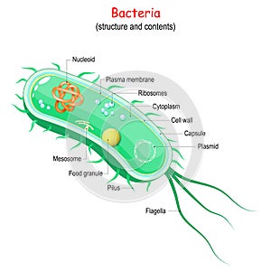 Bacterial cell Structure and anatomy