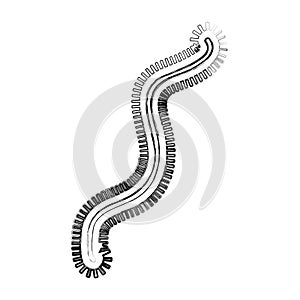 Bacterial cell structure icon