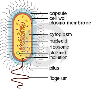 Bacterial cell structure. Prokaryotic cell with nucleoid