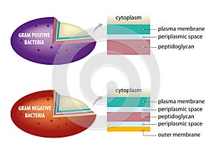 Bacterial cell wall