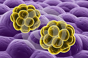 Bacterial Clusters on Purple Tissue Surface in Microscopic View