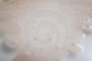 Bacterial Colonies on Agar Plate