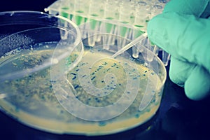 Bacterial colony