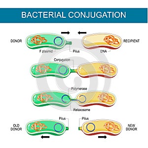 Bacterial Conjugation. Horizontal gene transfer