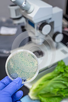 Bacterial culture plate holding in hand with Fresh Romaine lettuce and microscope at the back ground