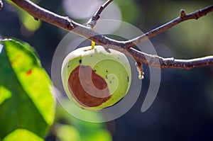 Bacterial diseases of the apple tree manifest as lesions or rotting of green fruit