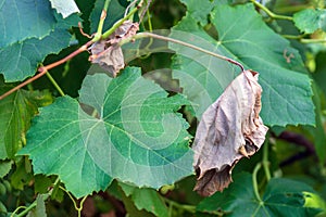 Bacterial diseases of grapes appear as lesions or drying of green leav