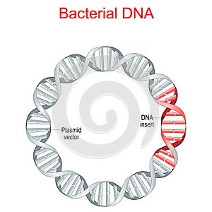 Bacterial DNA. plasmid