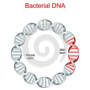 Bacterial DNA. plasmid photo