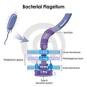 Bacterial flagellum