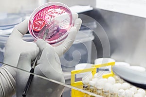 Bacterial Inoculation on a culture plate using inoculation loop by scientist inside fume hood in microbiology laboratory