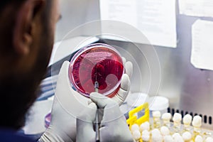 Bacterial Inoculation on a culture plate using inoculation loop by scientist inside fume hood in microbiology laboratory photo