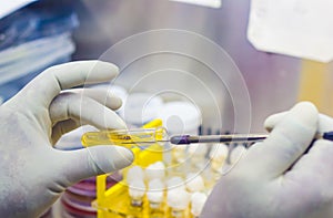 Bacterial Inoculation on a test tube agar yellow culture media using inoculation loop by scientist inside fume hood in microbiolog